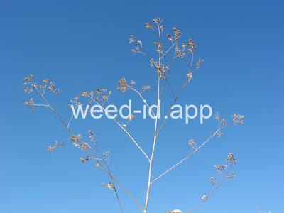 pepperweed, perennial