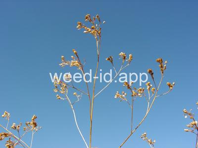 pepperweed, perennial