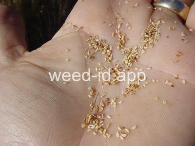 pepperweed, perennial