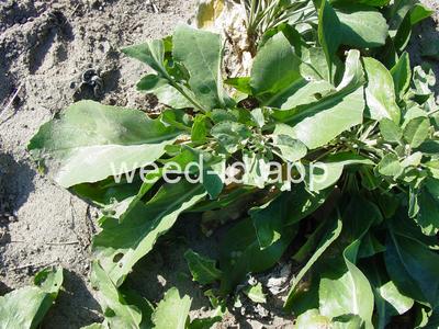 pepperweed, perennial