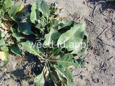 pepperweed, perennial