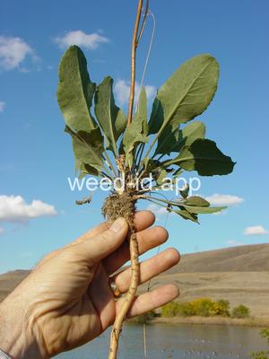 pepperweed, perennial