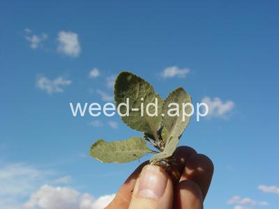 pepperweed, perennial