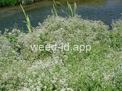pepperweed, perennial