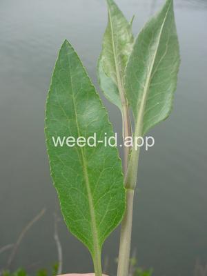 pepperweed, perennial