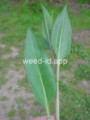 pepperweed, perennial