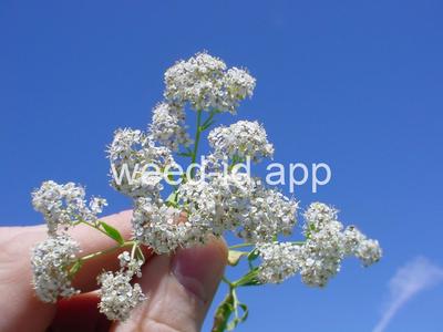 pepperweed, perennial