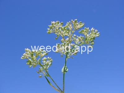 pepperweed, perennial