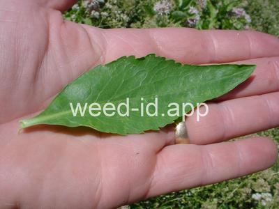 pepperweed, perennial