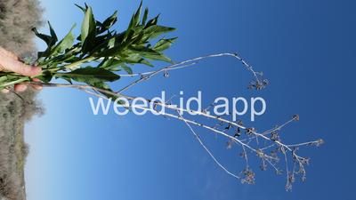 pepperweed, perennial