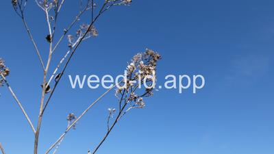 pepperweed, perennial