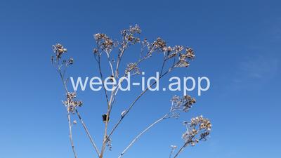 pepperweed, perennial