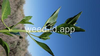 pepperweed, perennial