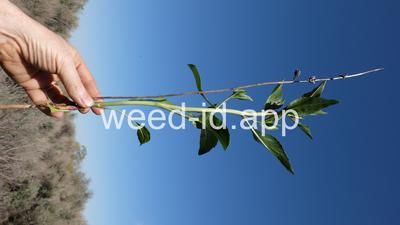 pepperweed, perennial