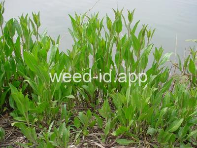 pepperweed, perennial