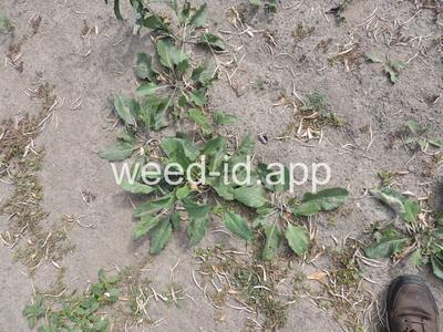 pepperweed, perennial