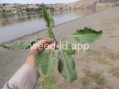 pepperweed, perennial