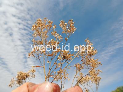 pepperweed, perennial