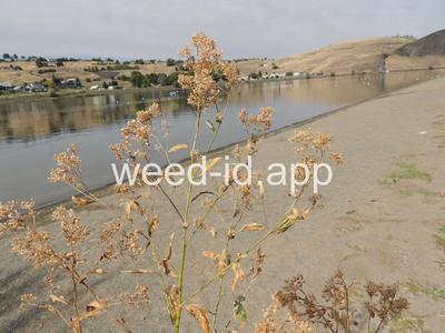 pepperweed, perennial