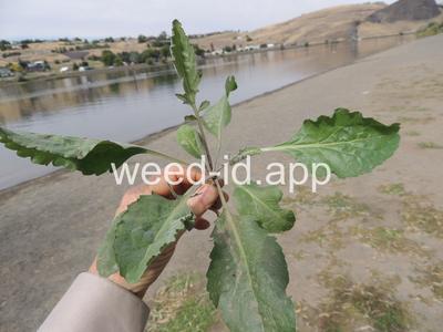 pepperweed, perennial