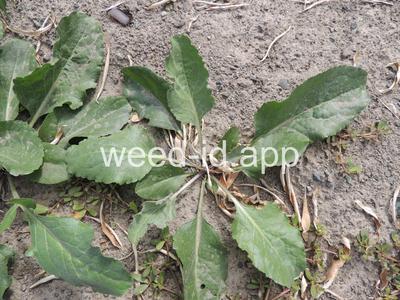 pepperweed, perennial