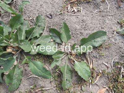 pepperweed, perennial