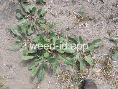 pepperweed, perennial