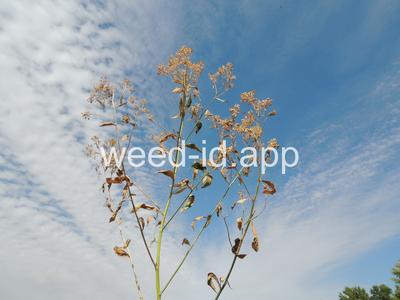 pepperweed, perennial