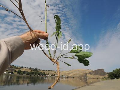 pepperweed, perennial