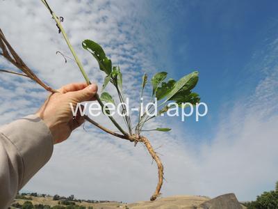 pepperweed, perennial