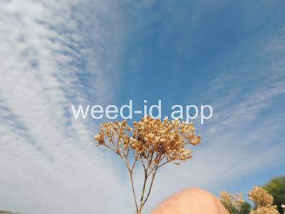 pepperweed, perennial