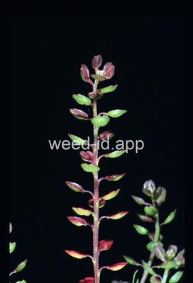 Lepidium nitidum