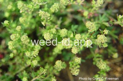 pepperweed, annual