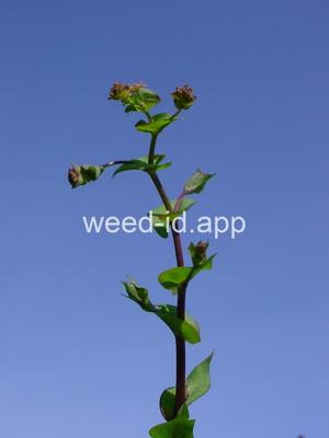 pepperweed, clasping