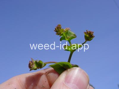 pepperweed, clasping