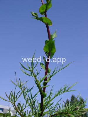 pepperweed, clasping