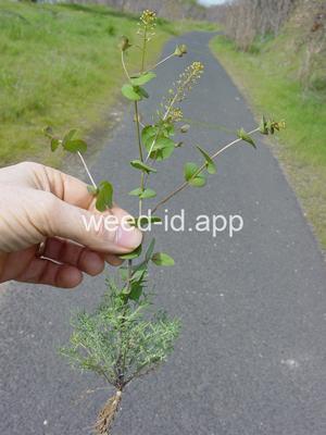 pepperweed, clasping