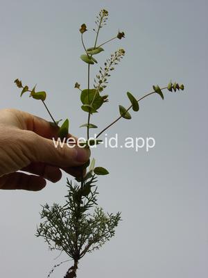 pepperweed, clasping