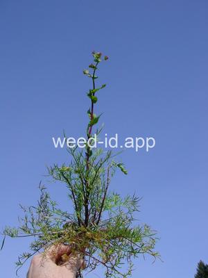 pepperweed, clasping