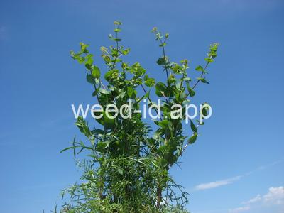 pepperweed, clasping