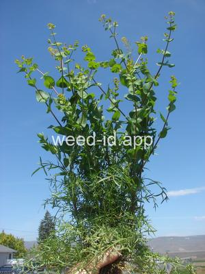 pepperweed, clasping