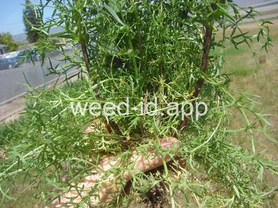 pepperweed, clasping