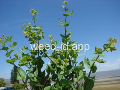 pepperweed, clasping