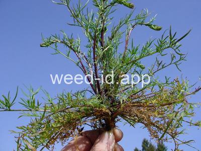 pepperweed, clasping