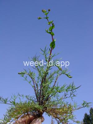 pepperweed, clasping