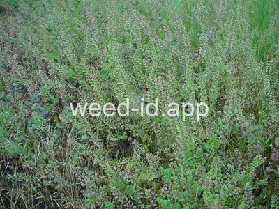 pepperweed, clasping