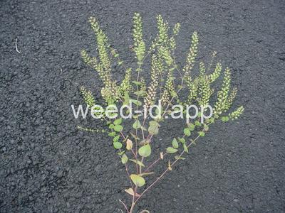pepperweed, clasping