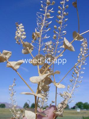 pepperweed, clasping