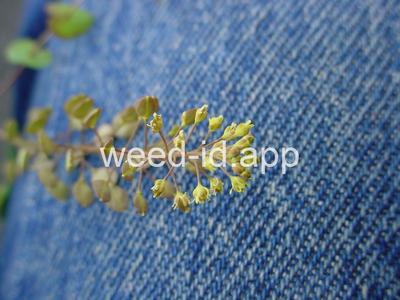 pepperweed, clasping