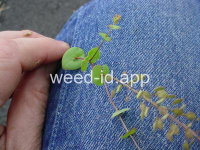 pepperweed, clasping